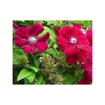 Powojnik Jan Paweł II 676D